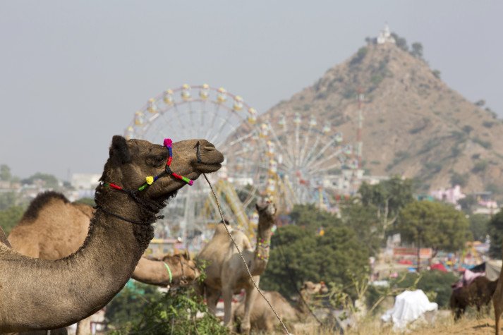 Jaisalmer Desert